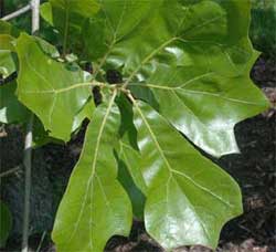 Picture of broadly obovate leaves. Link to Blackjack Oak.