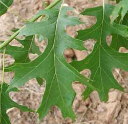 Picture of elliptical or oblong leaves. Link to option to choose leaf underside color and texture.