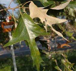 Picture of leaves with whitish or grayish fuzzy underside. Link to Spanish Oak tree.