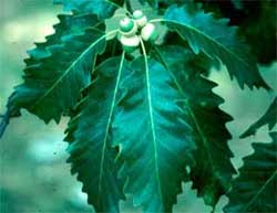 Picture of lanceolate shaped leaves. Link to Chinkapin Oak tree.