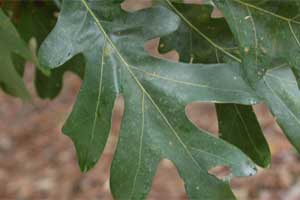 Picture of deeply lobed leaves. Link to option to choose tree variety.