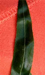 Picture of a narrow leaf with fine serration. Link to Weeping Willow tree.