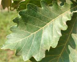 Picture of Swamp White Oak tree leaves.