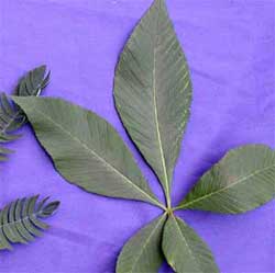 Picture of palmately compounded leaves. Link to option to choose flower color.