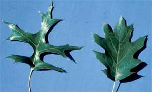 Picture comparing pin oak and northern red oak leaves.