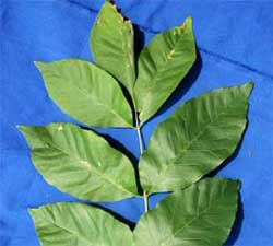 Picture of simple pinnately compounded leaf. Link to option to choose pinnate compound leaf arrangement.