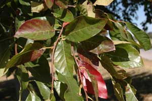 Picture of typical leaf shape. Link to option to choose tree variety.