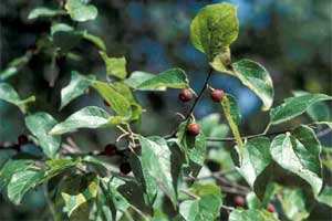 Picture of Southern Hackberry tree leaves and fruit. Link to Southern Hackberry tree.