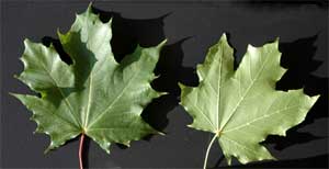 Picture of leaves with a green underside. Link to Sugar Maple tree.