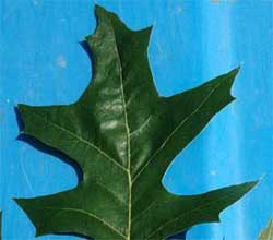 iPicture of a leaf with ends of lobes pointed. Link to option to choose leaf shape.