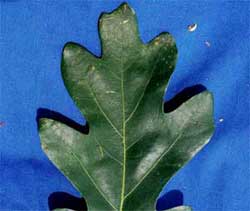 Picture of leaf with ends of lobes rounded. Link to option to choose leaf edge type.