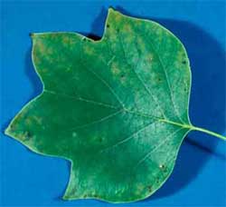 Picture of a leaf with lobes. Link to Tulip Poplar tree.
