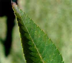 Picture of a leaf without lobes. Link to option to choose leaf shape.