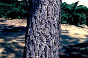 Picture of a Loblolly Pine tree bark.