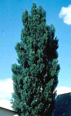 Picture of a Lombardy Poplar tree.