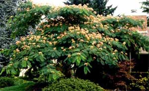 Picture of a Mimosa tree.