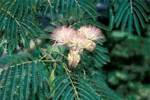 Picture of Mimosa tree flowers and leaves.