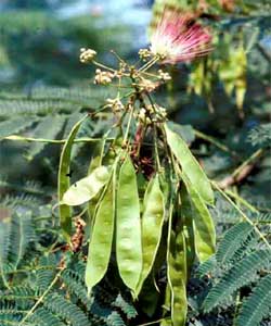 Picture of Mimosa tree flowers and fruit.