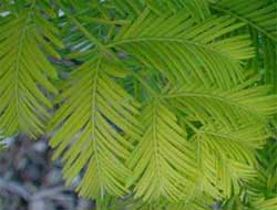 Picture of needle spray with opposite foliage. Link to Dawn Redwood tree.