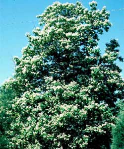 Picture of a Northern Catalpa tree.