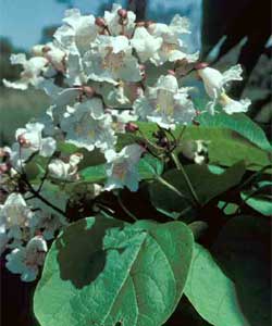 Picture of Northern Catalpa tree leaves and flowers.