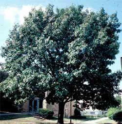 Picture of a Northern Red Oak tree.