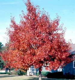 Picture of a Northern Red Oak tree in fall colors.