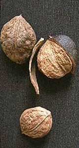 Picture of tree nuts that are broad as they are long. Link to choose tree varieties.