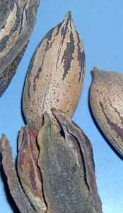 Picture of tree nuts that are mostly elongated, thin husked. Link to Pecan tree.