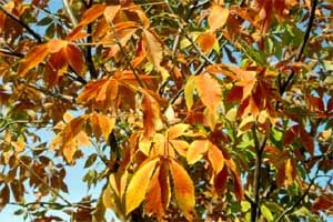 Picture of an Ohio Buckeye tree in fall color.