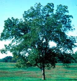 Picture of a pecan tree.