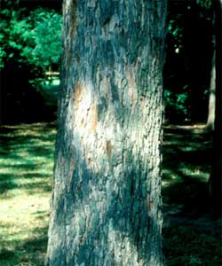 Picture of pecan tree bark.