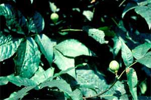 Picture of Pignut tree leves and fruit. Link to Pignut tree.
