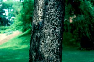 Picture of Pignut tree bark.