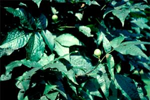 Picture of Pignut tree leaves and fruit.