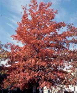 Picture of a Pin Oak tree in fall color.