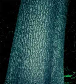 Picture of a Royal Paulownia or Princess Tree bark.