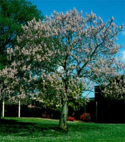 Picture of a Royal Paulownia or Princess Tree.