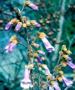 Picture of a Royal Paulownia or Princess Tree flowers.
