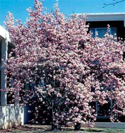 Picture of a Saucer Magnolia tree with spring flowers.