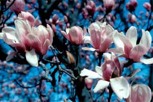 Picture of Saucer Magnolia tree flowers. Link to Saucer Magnolia tree.