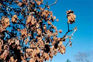 Picture of a Saucer Magnolia tree with freeze damage.