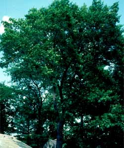 Picture of a Scarlet Oak tree.