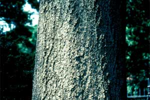 Picture of Scarlet Oak tree bark.