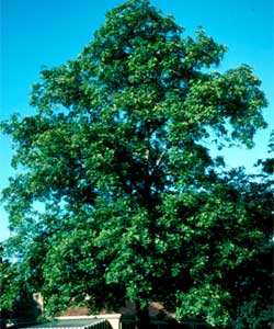 Picture of a Shagbark Hickory tree.