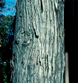 Picture of Shagbark Hickory tree bark.