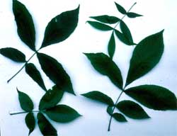 Picture of Shagbark Hickory tree leaf shape variations.