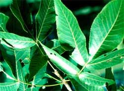 Picture of Shagbark Hickory tree leaves. Link to Shagbark Hickory tree.
