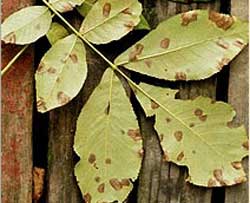 Picture of Shellbark Hickory tree leaves.