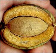 Picture of Shellbark Hickory tree fruit.